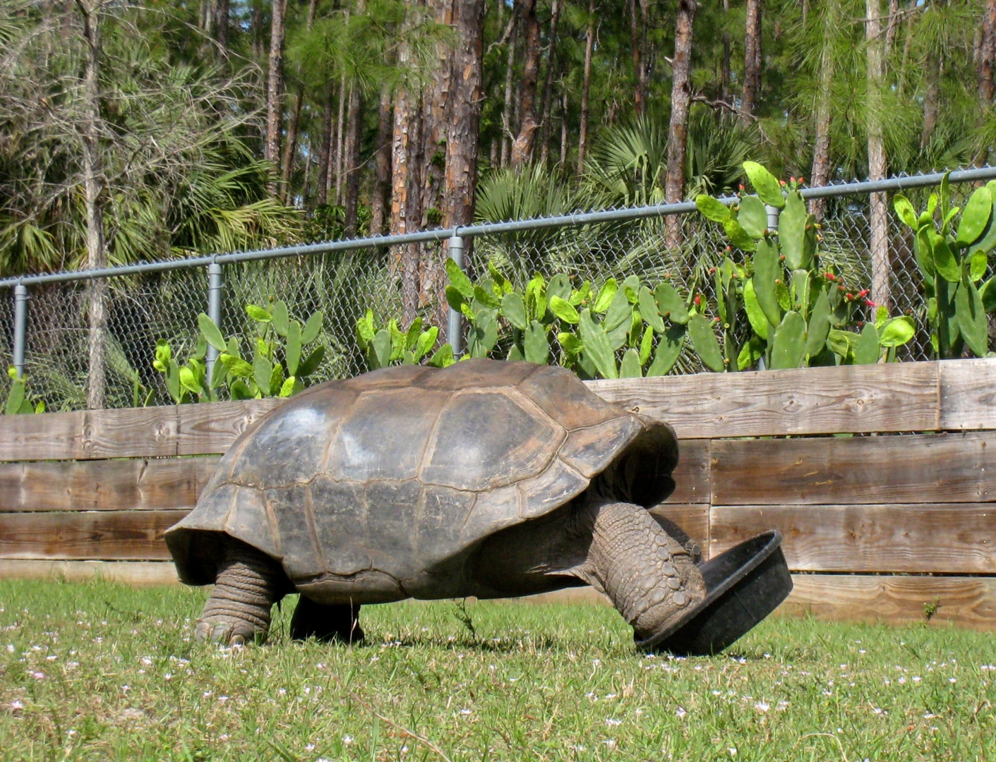 Aldabra Breeders