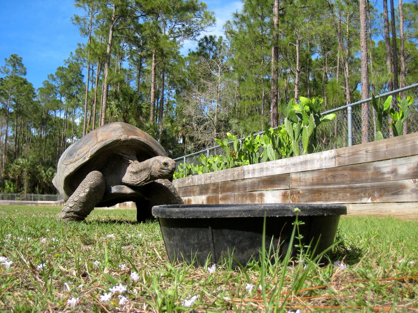 Aldabra Breeders