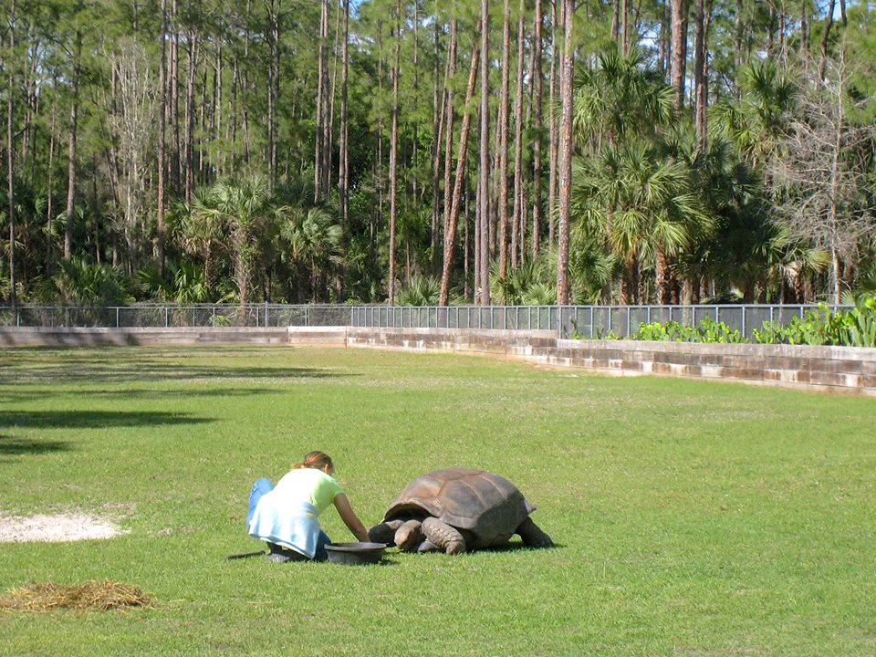 Aldabra Breeders