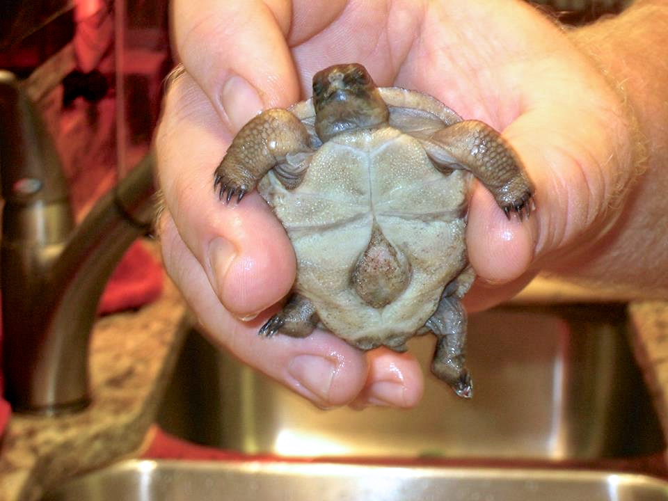 Aldabra Breeders