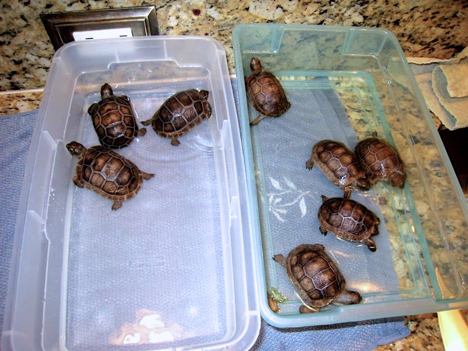 Aldabra Breeders