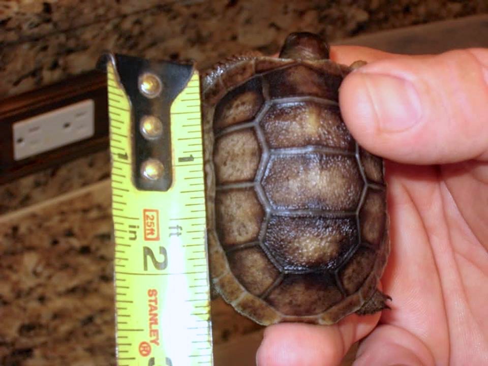 Aldabra Breeders