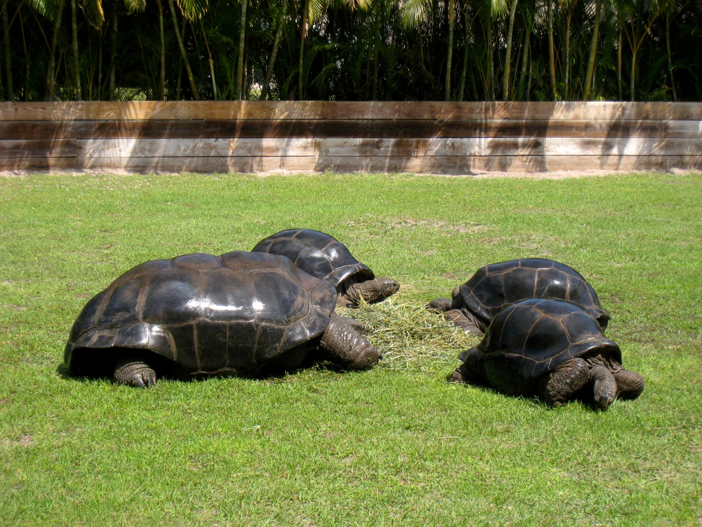 Aldabra Breeders