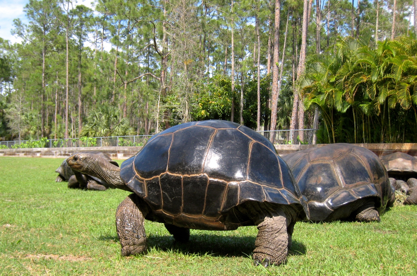 Aldabra Breeders
