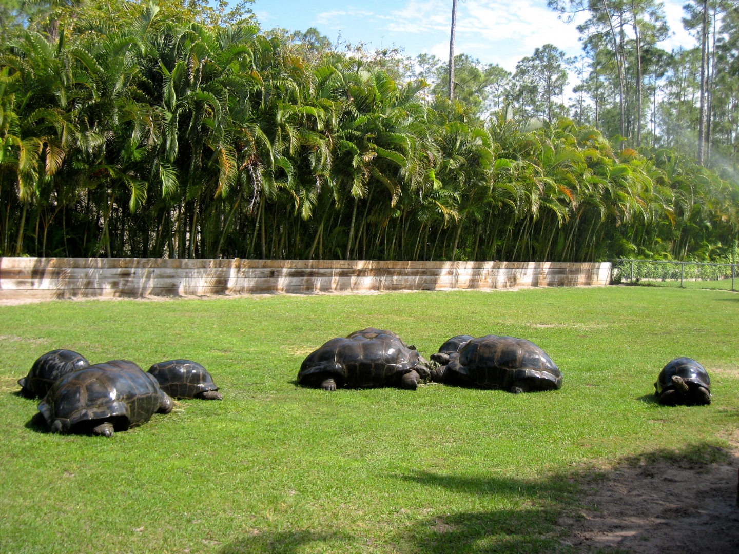 Aldabra Breeders