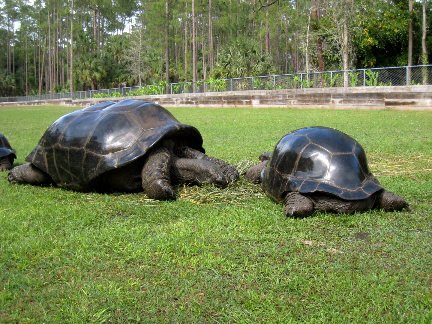 Aldabra Breeders