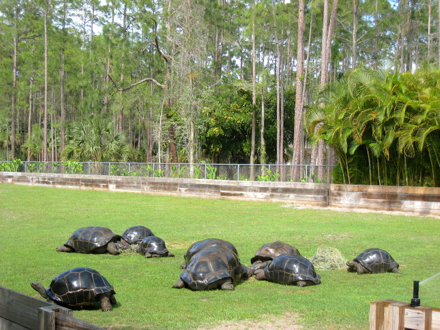 Aldabra Breeders