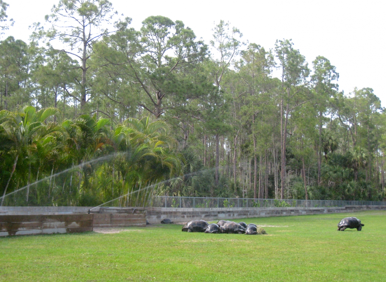 Aldabra Breeders