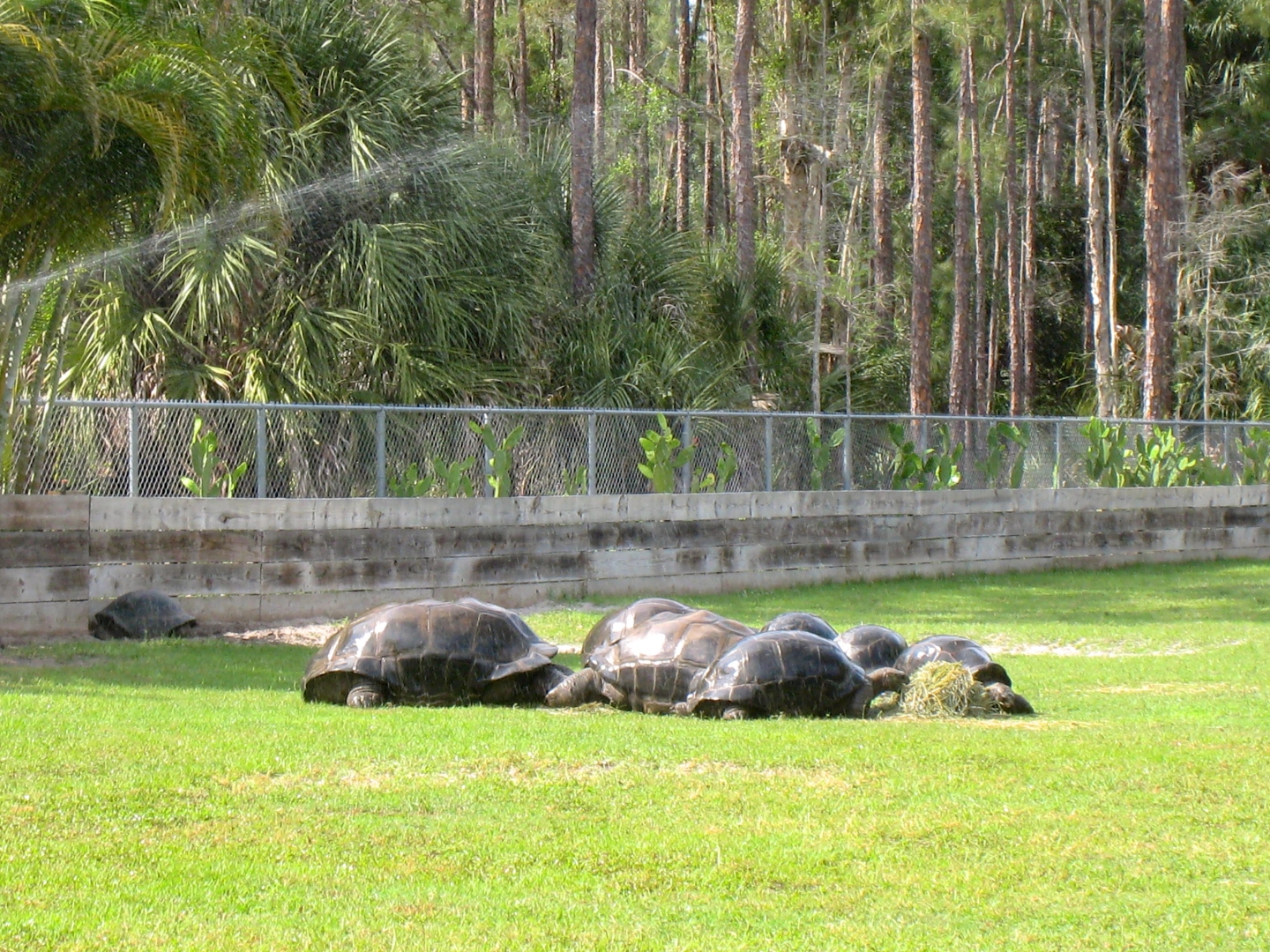 Aldabra Breeders