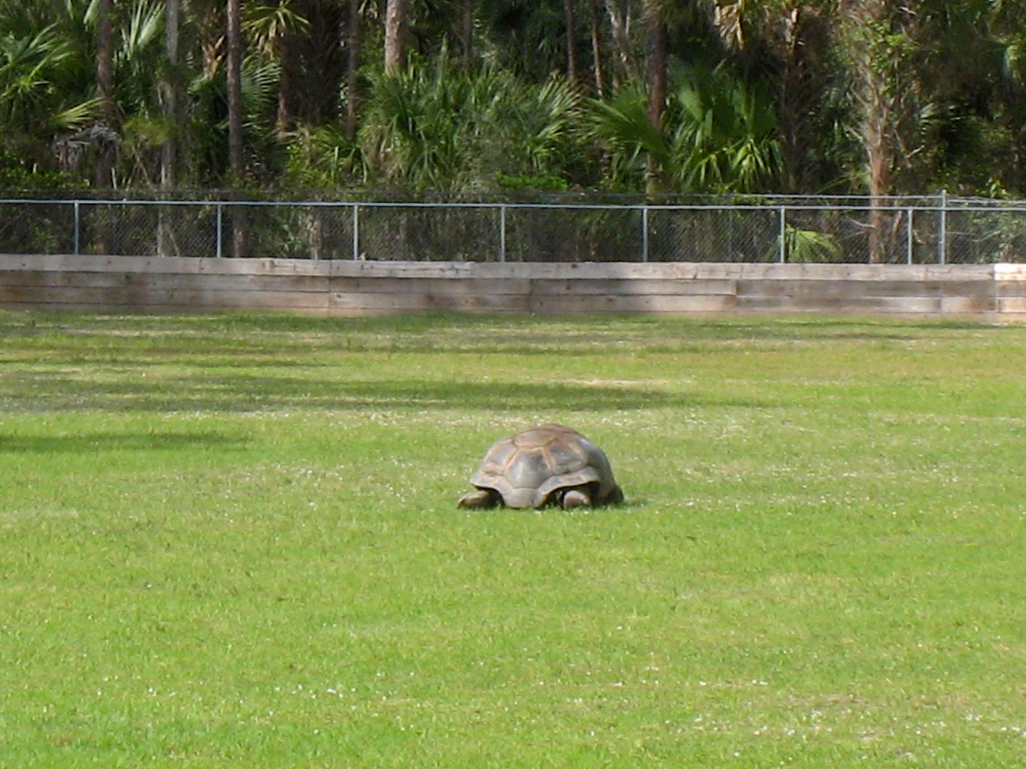 Aldabra Breeders