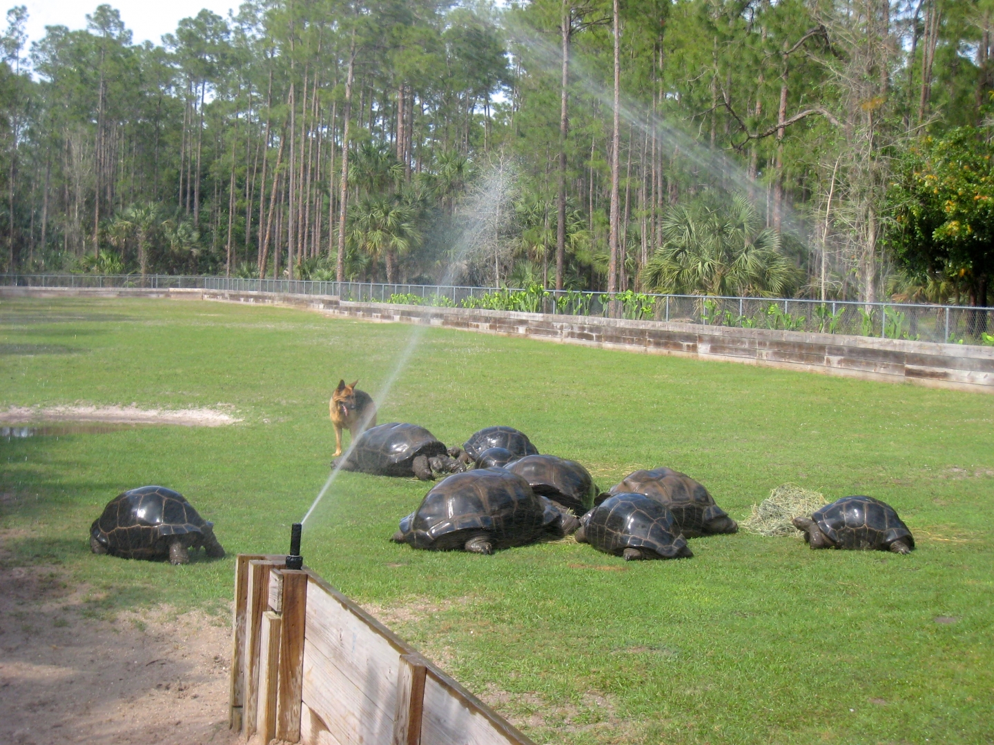 Aldabra Breeders