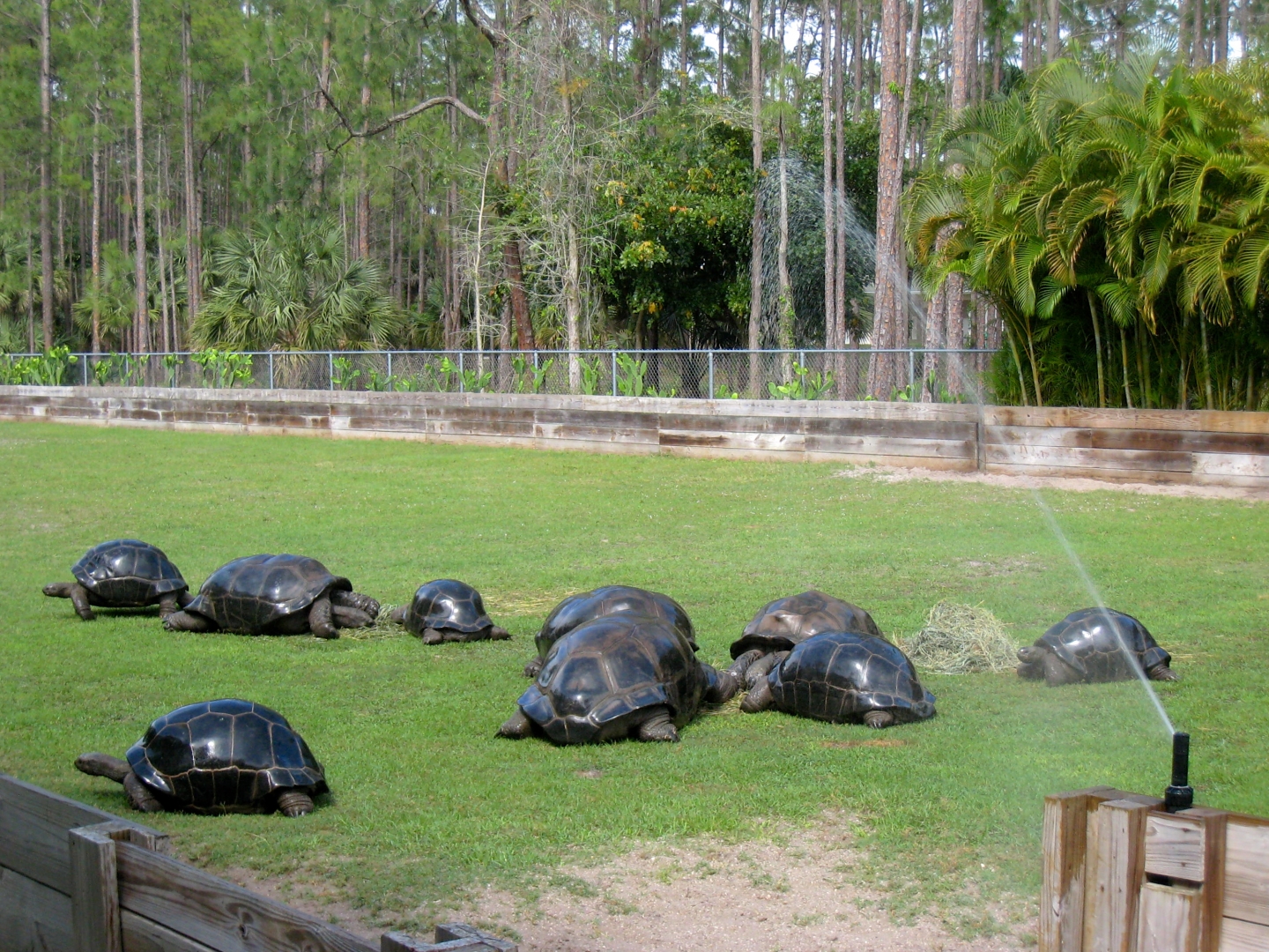 Aldabra Breeders