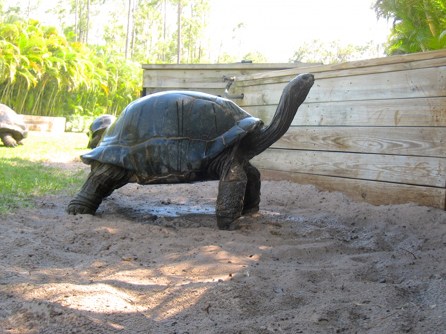 Aldabra Breeders