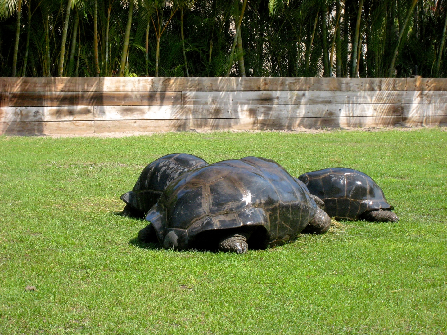 Aldabra Breeders