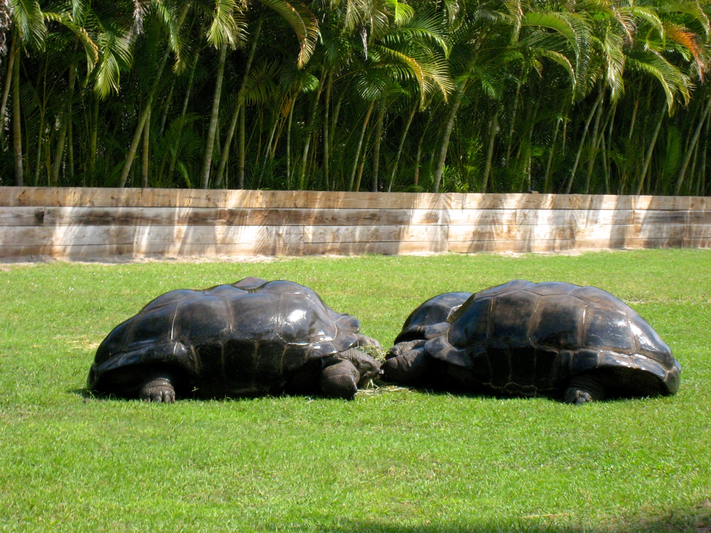 Aldabra Breeders