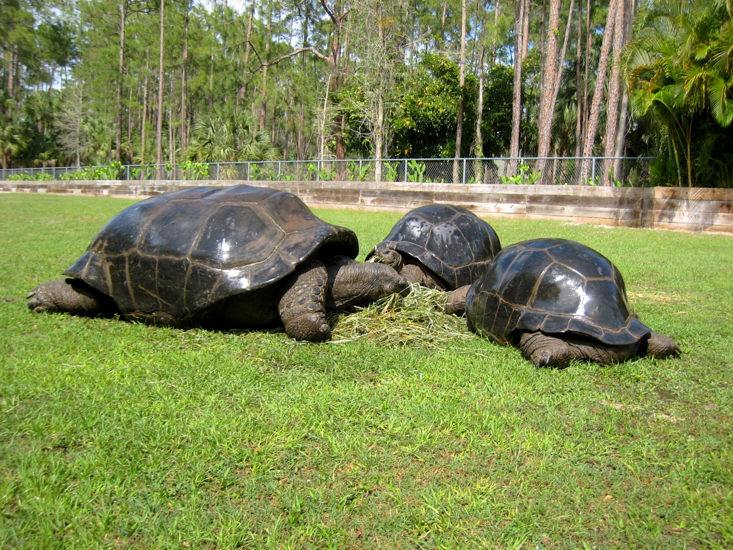 Aldabra Breeders