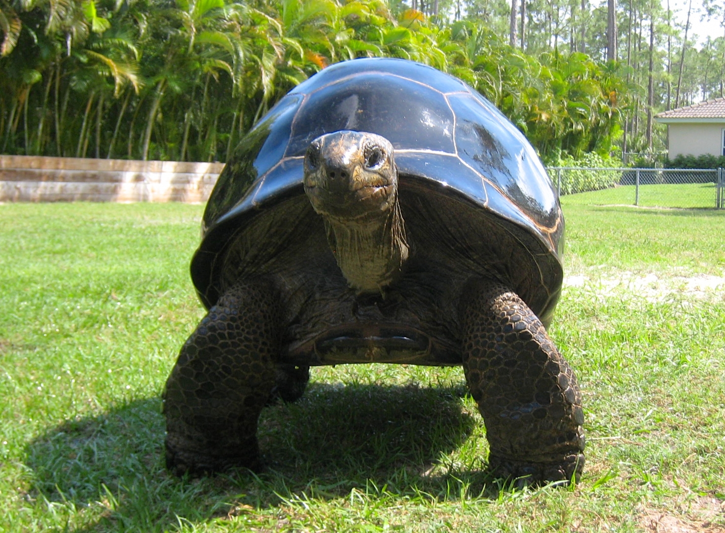Aldabra Breeders