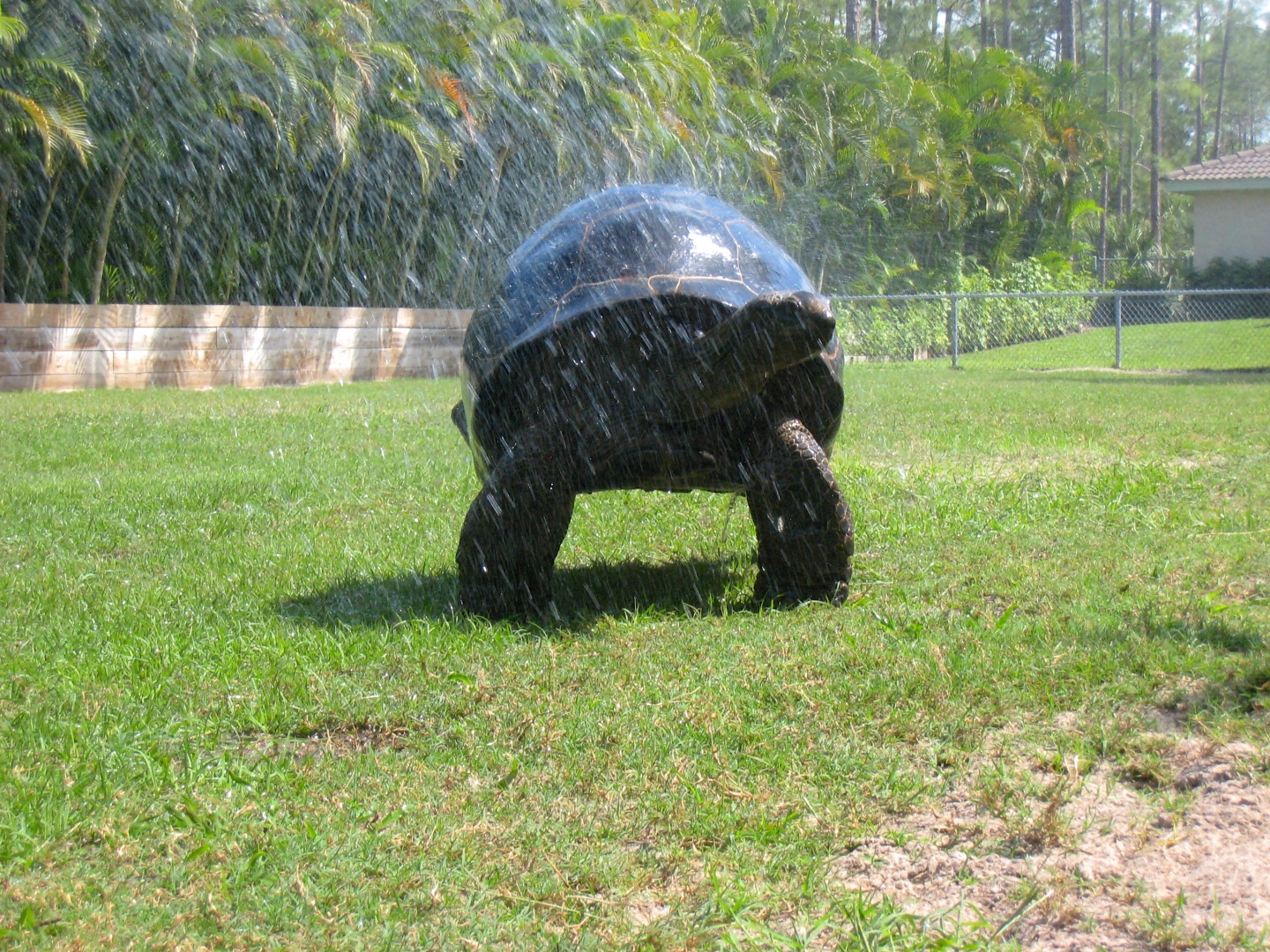 Aldabra Breeders