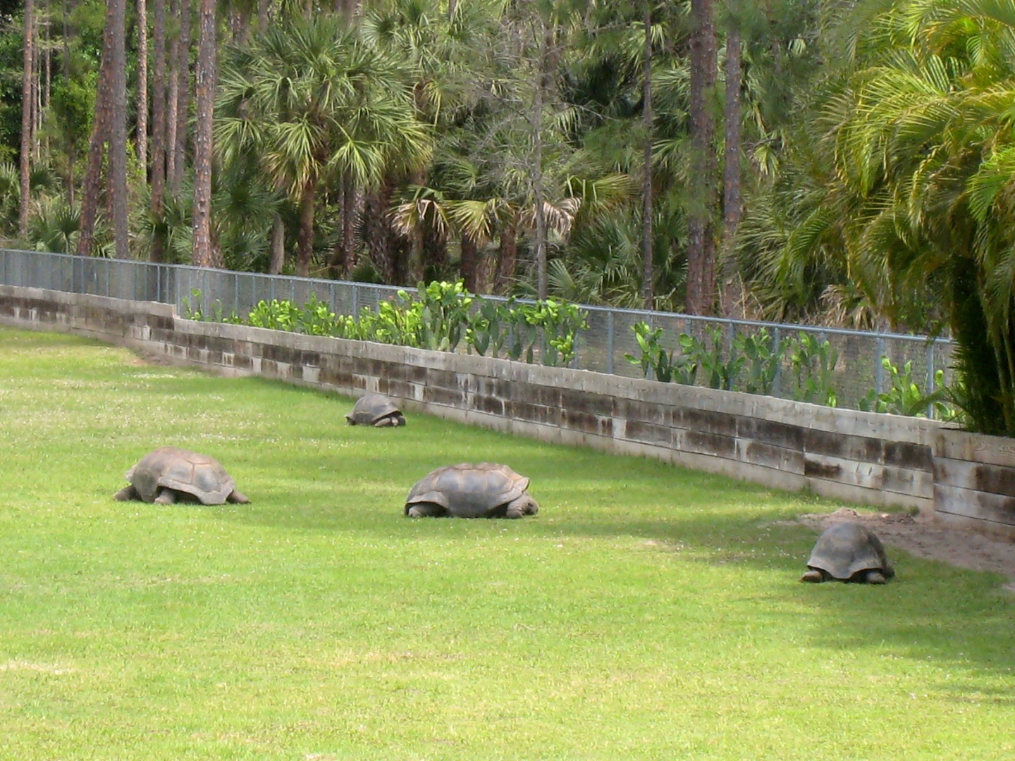 Aldabra Breeders