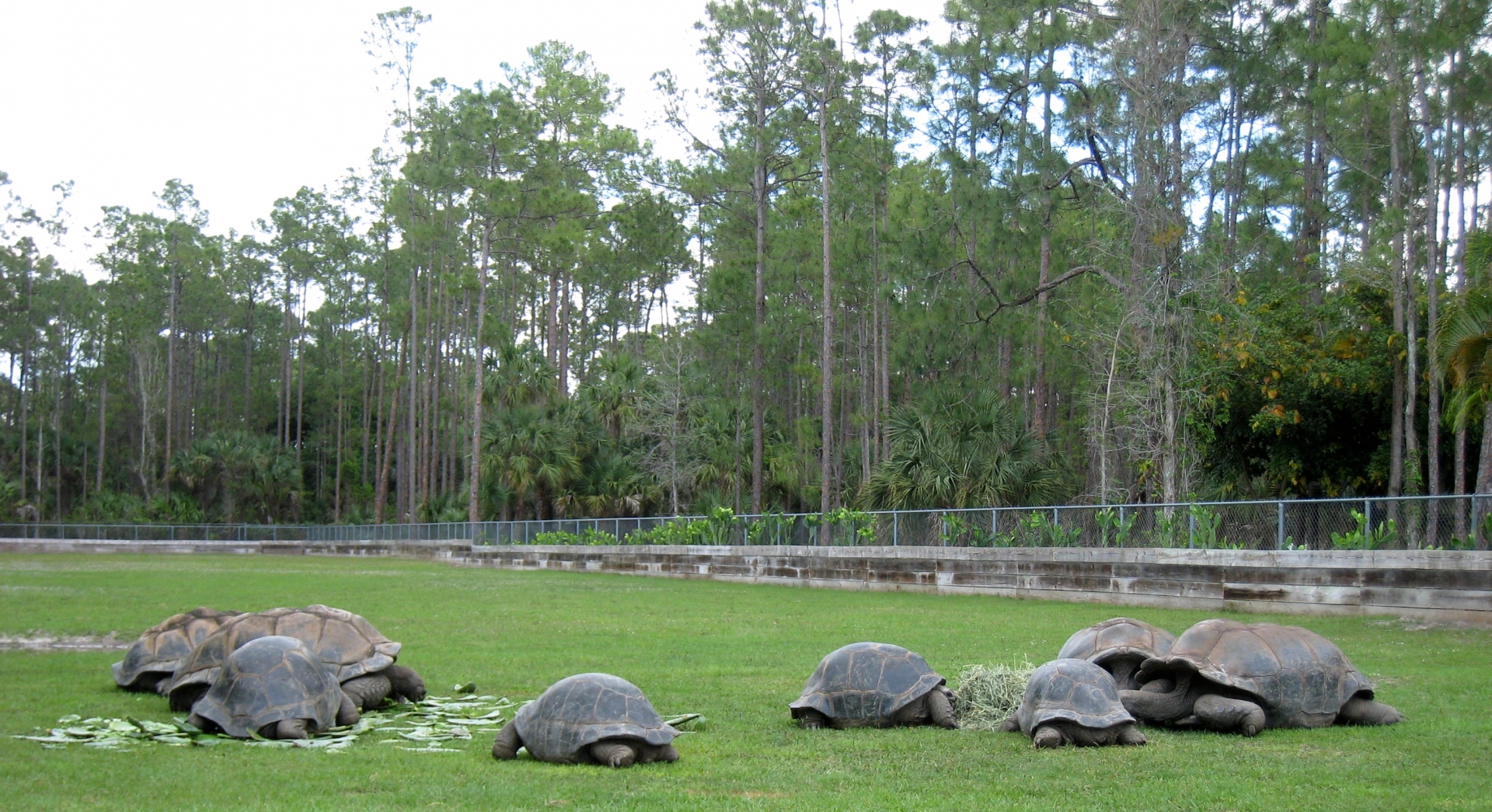 Aldabra Breeders