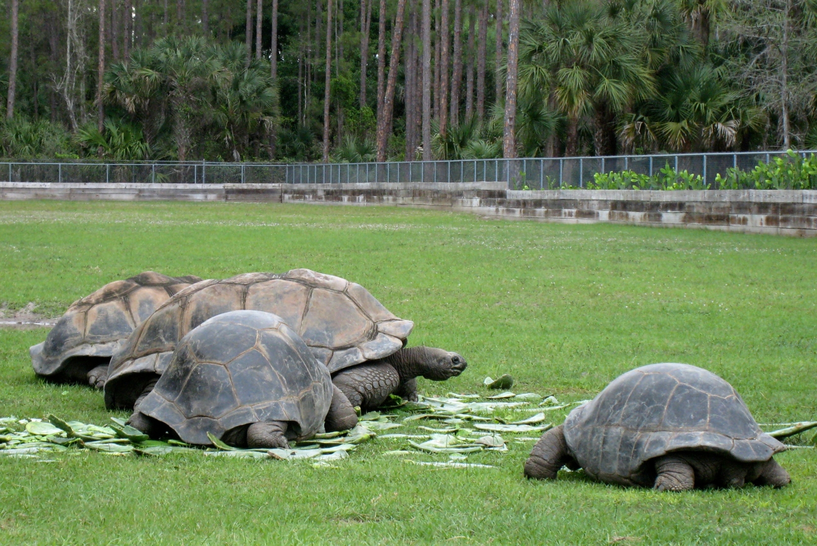 Aldabra Breeders