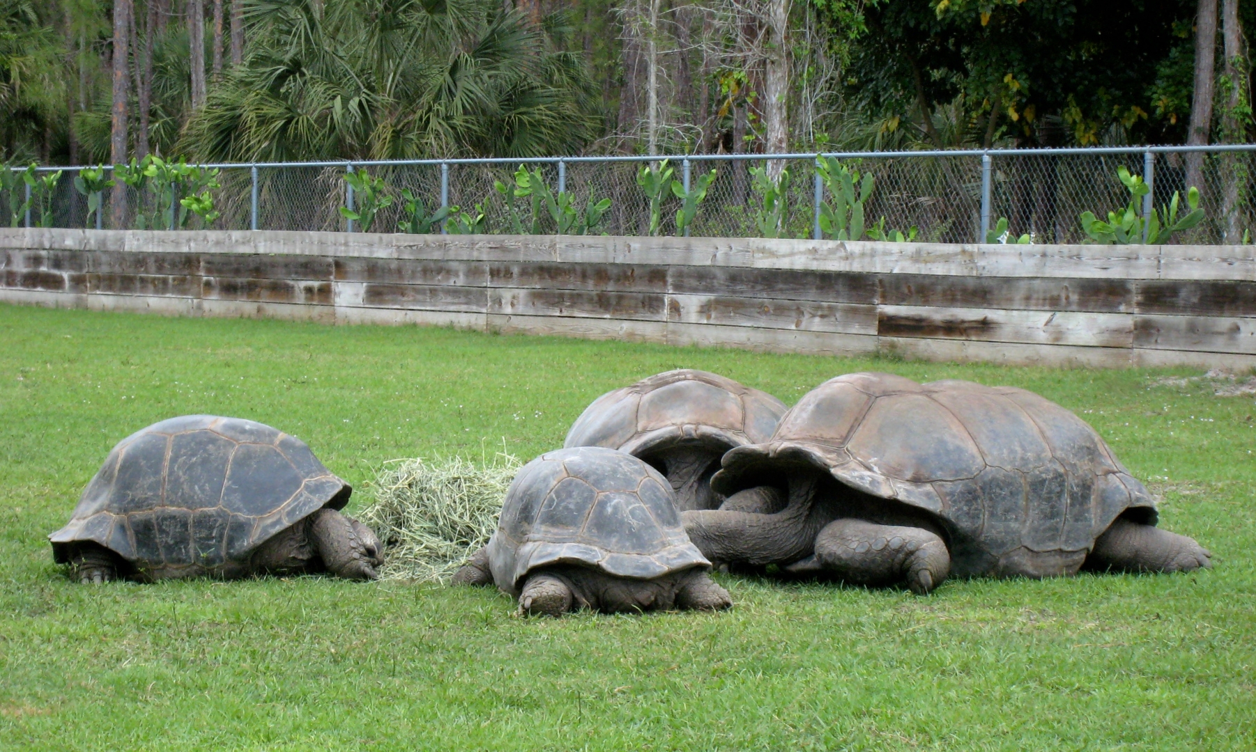Aldabra Breeders