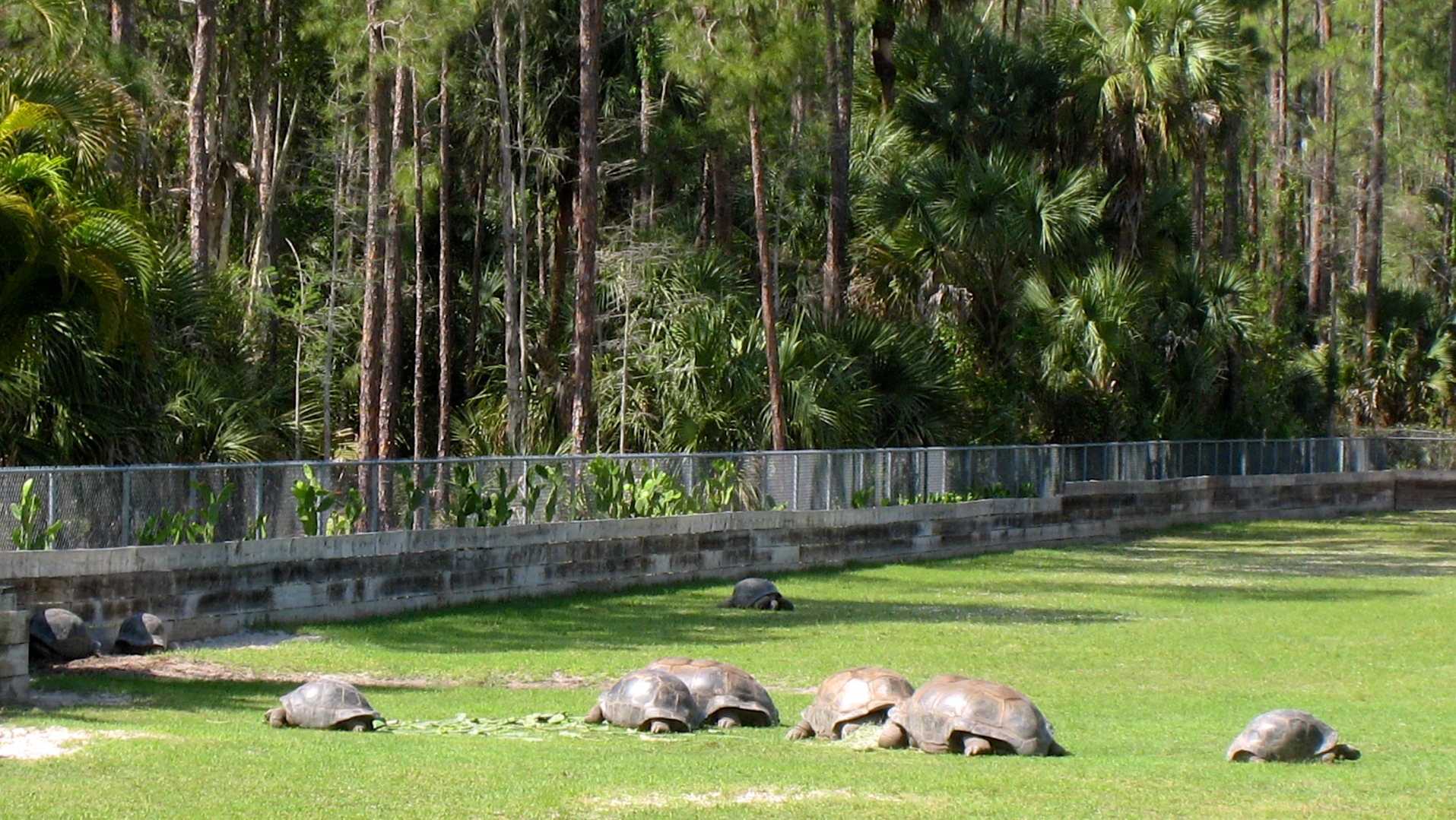 Aldabra Breeders