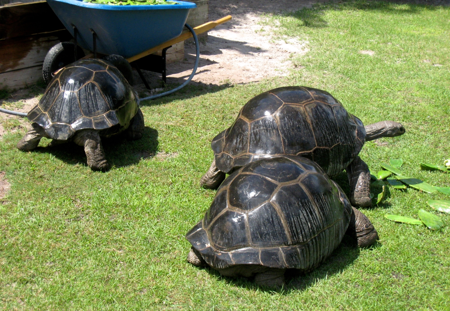 Aldabra Breeders