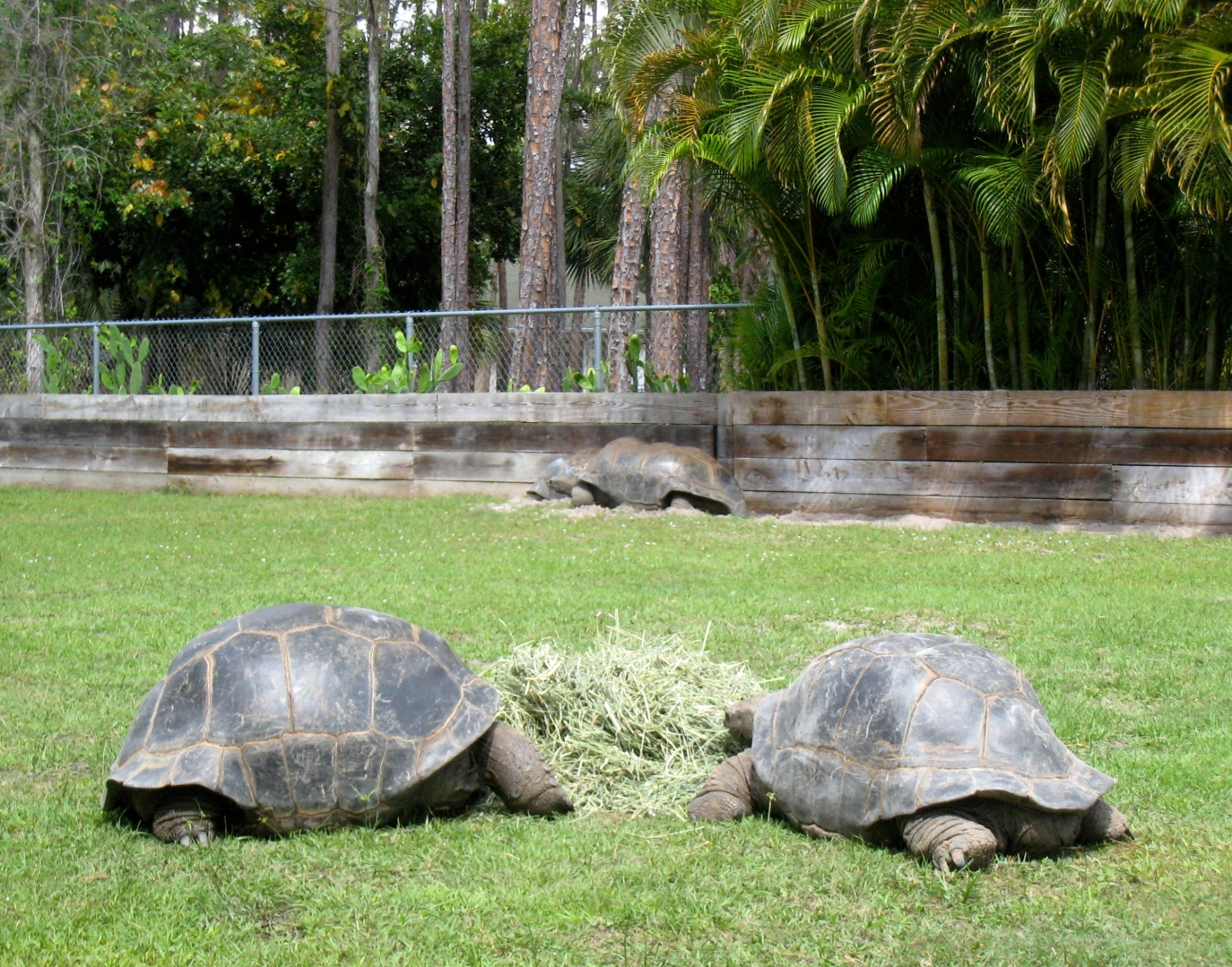 Aldabra Breeders