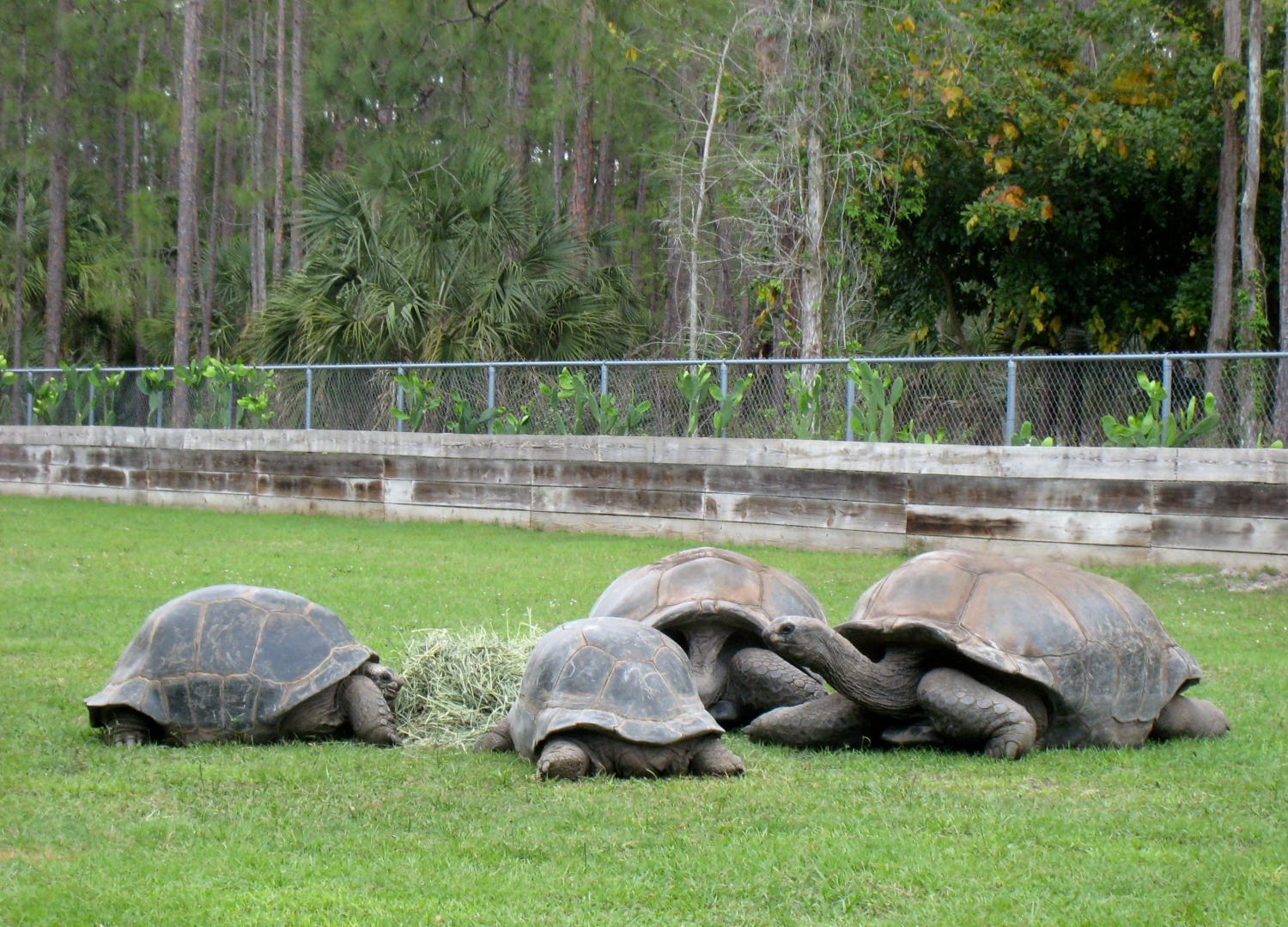 Aldabra Breeders