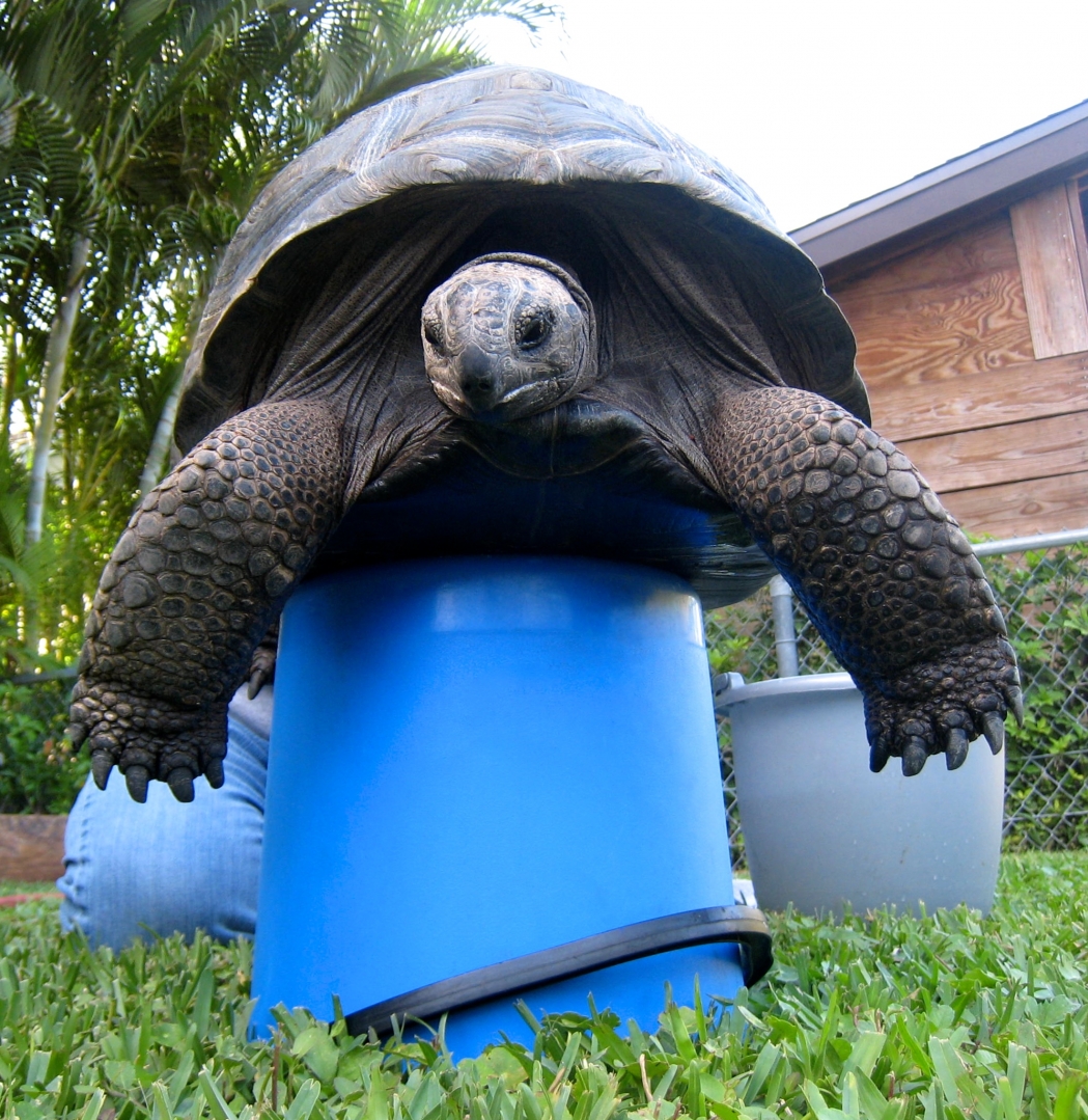 Aldabra Breeders