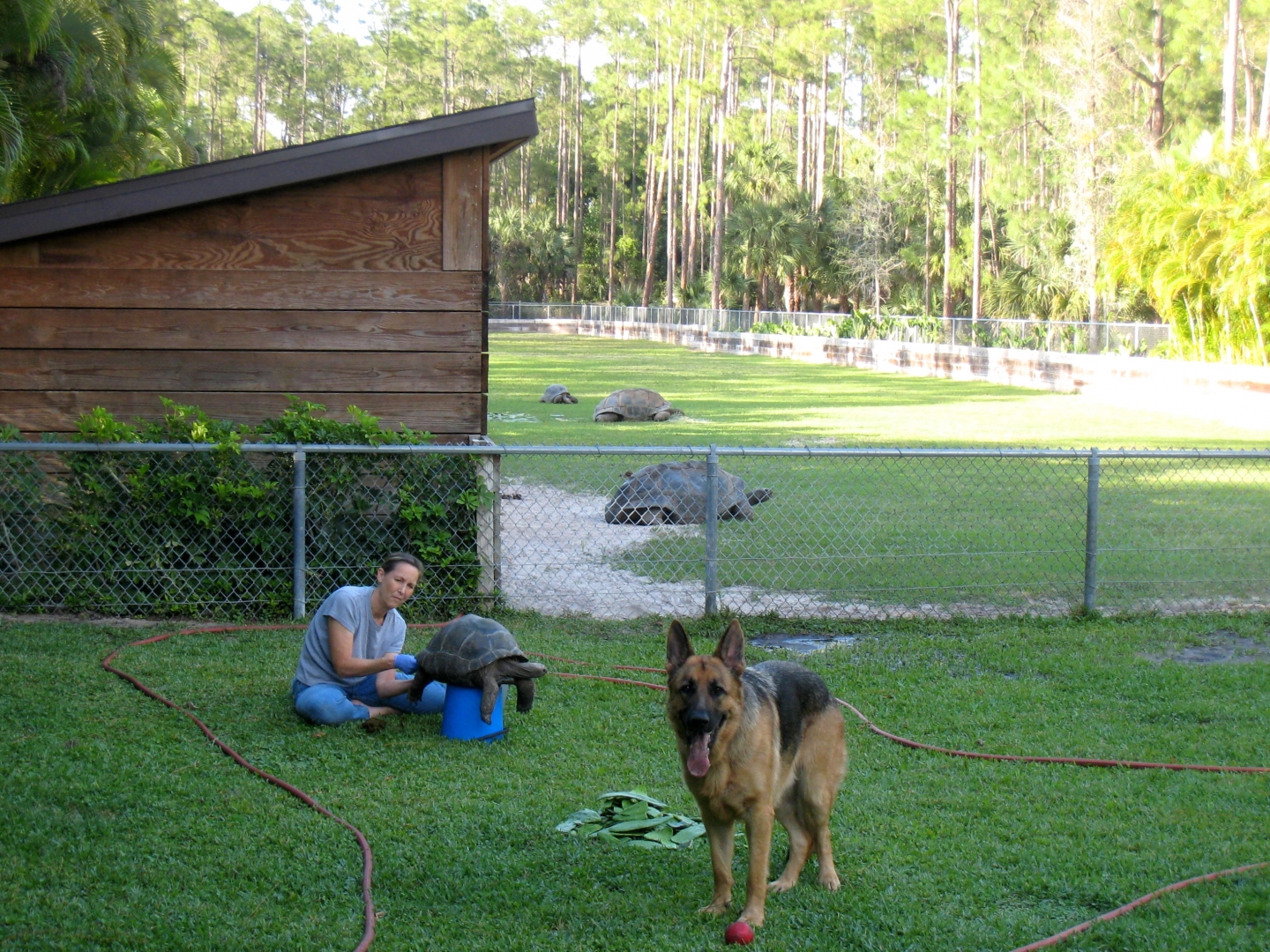 Aldabra Breeders