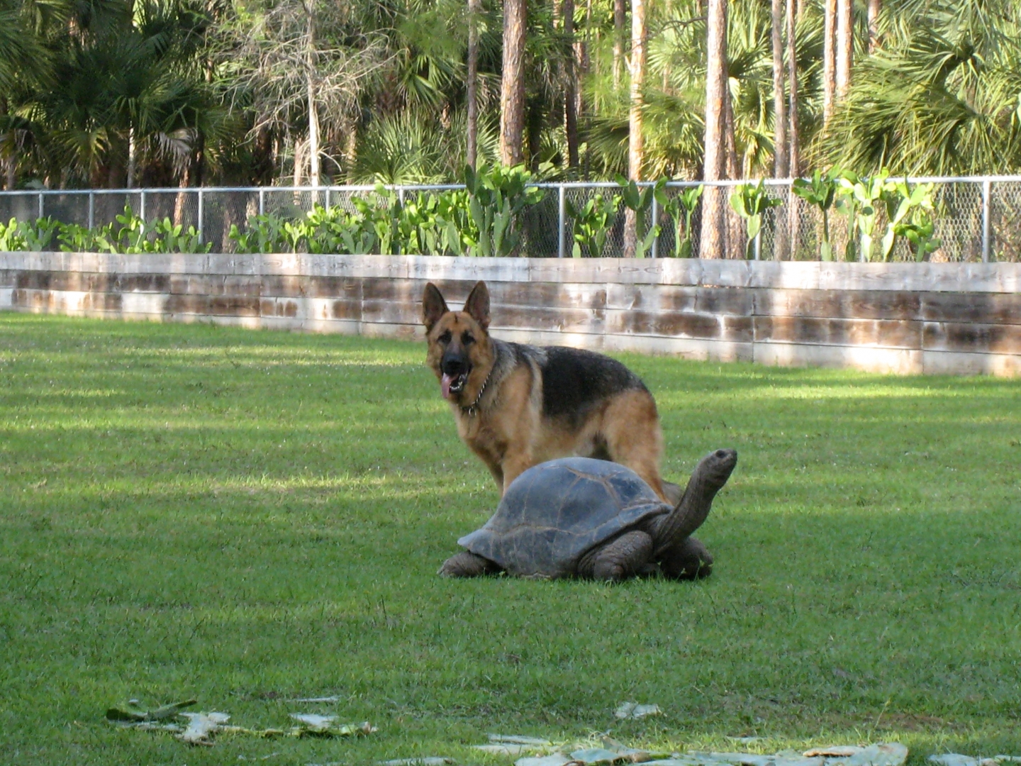 Aldabra Breeders