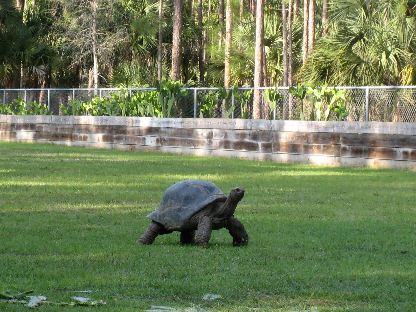 Aldabra Breeders
