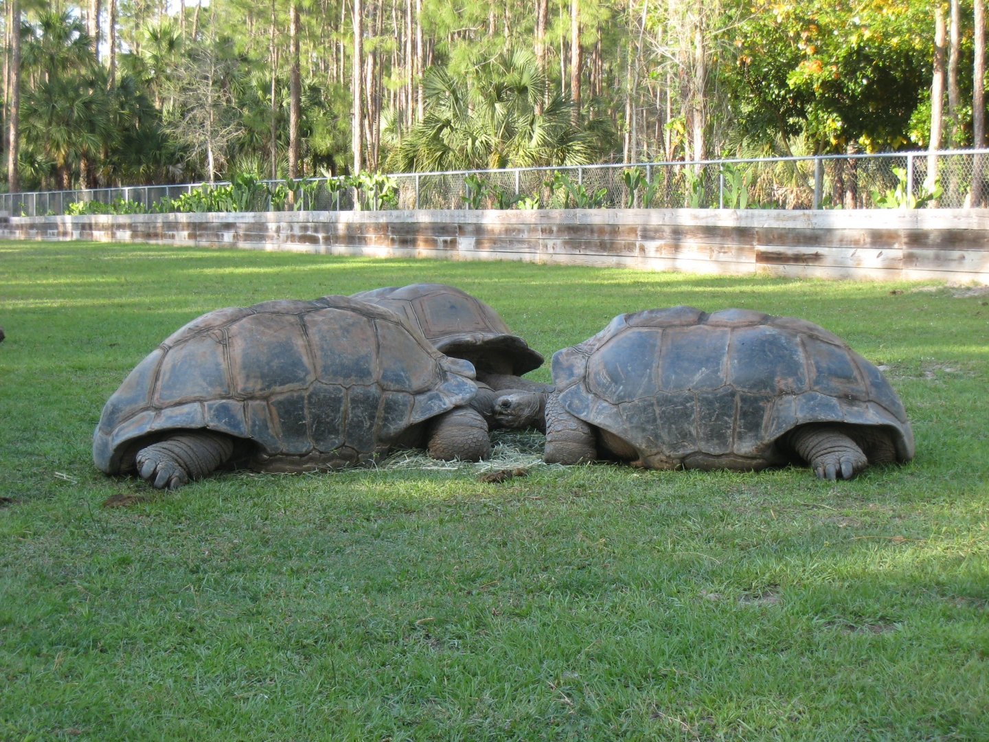 Aldabra Breeders