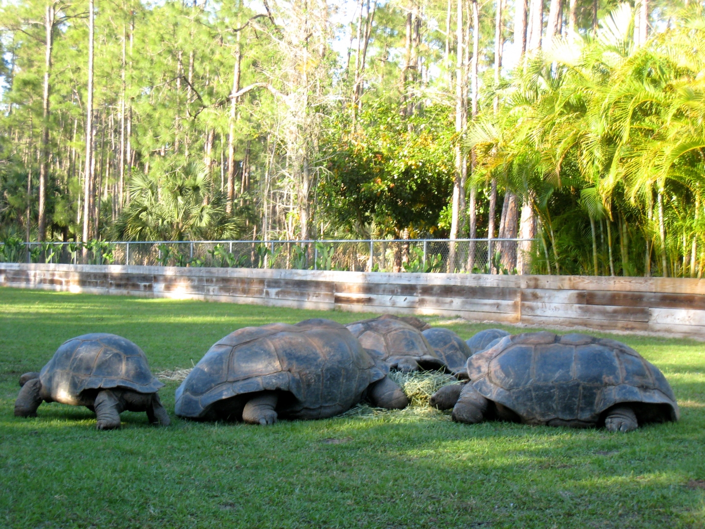 Aldabra Breeders