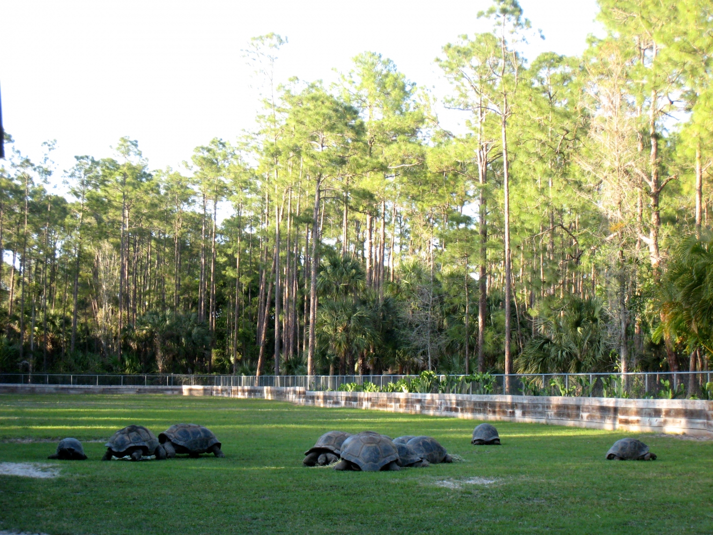 Aldabra Breeders