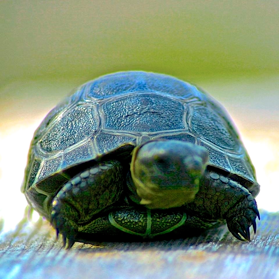 Aldabra Breeders