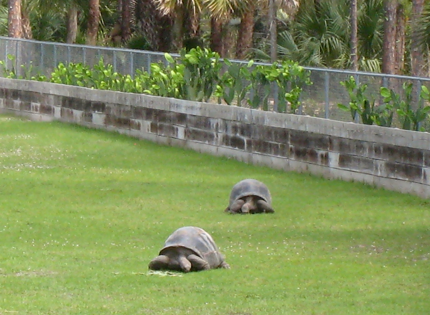 Aldabra Breeders