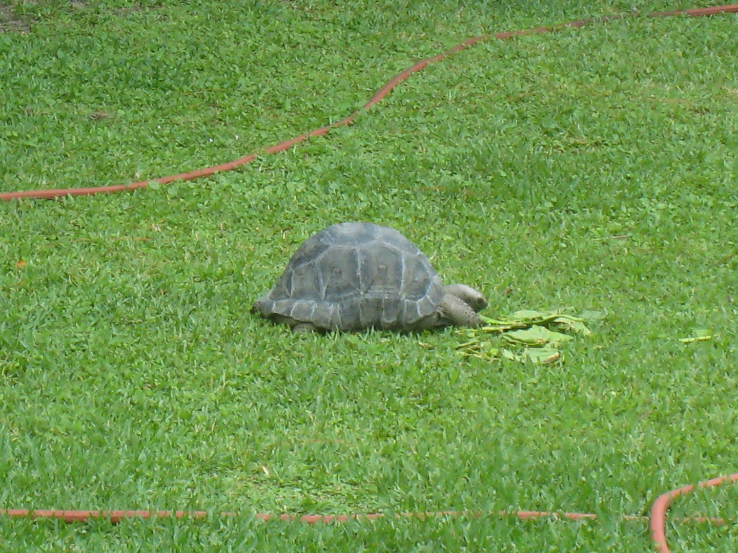 Aldabra Breeders