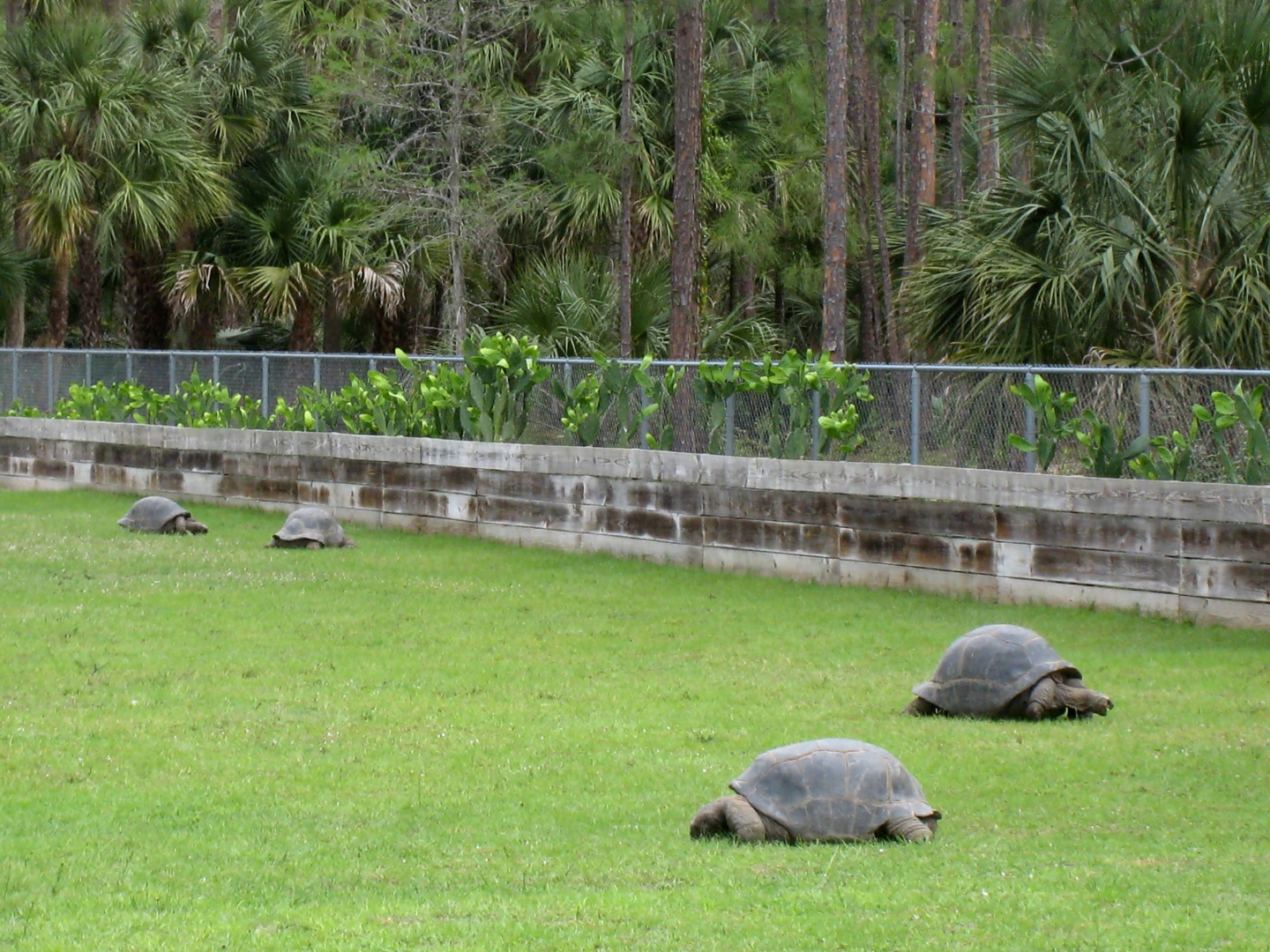 Aldabra Breeders