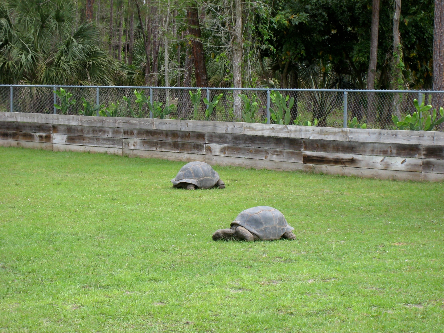Aldabra Breeders