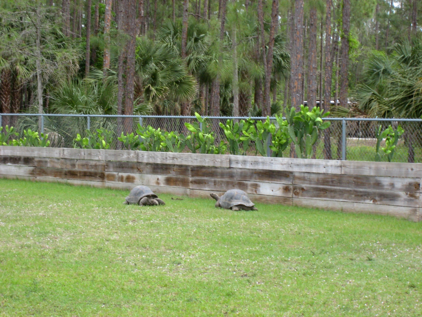 Aldabra Breeders