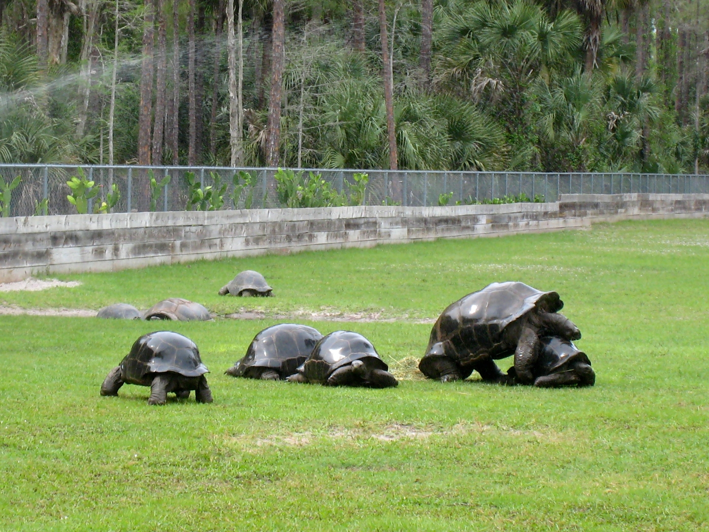 Aldabra Breeders