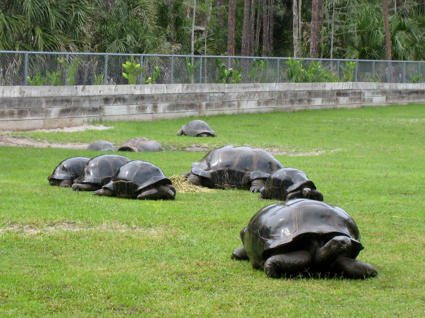 Aldabra Breeders
