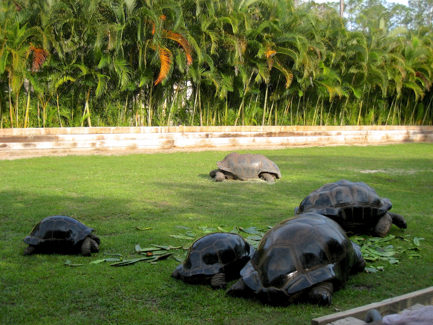 Aldabra Breeders