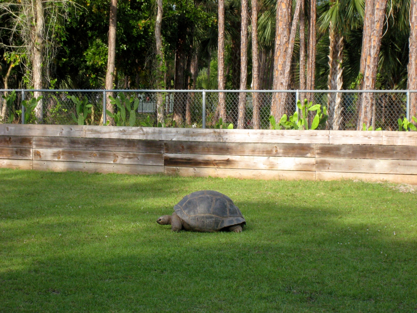 Aldabra Breeders