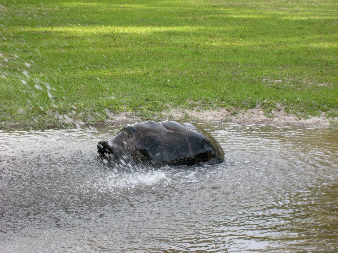 Aldabra Breeders