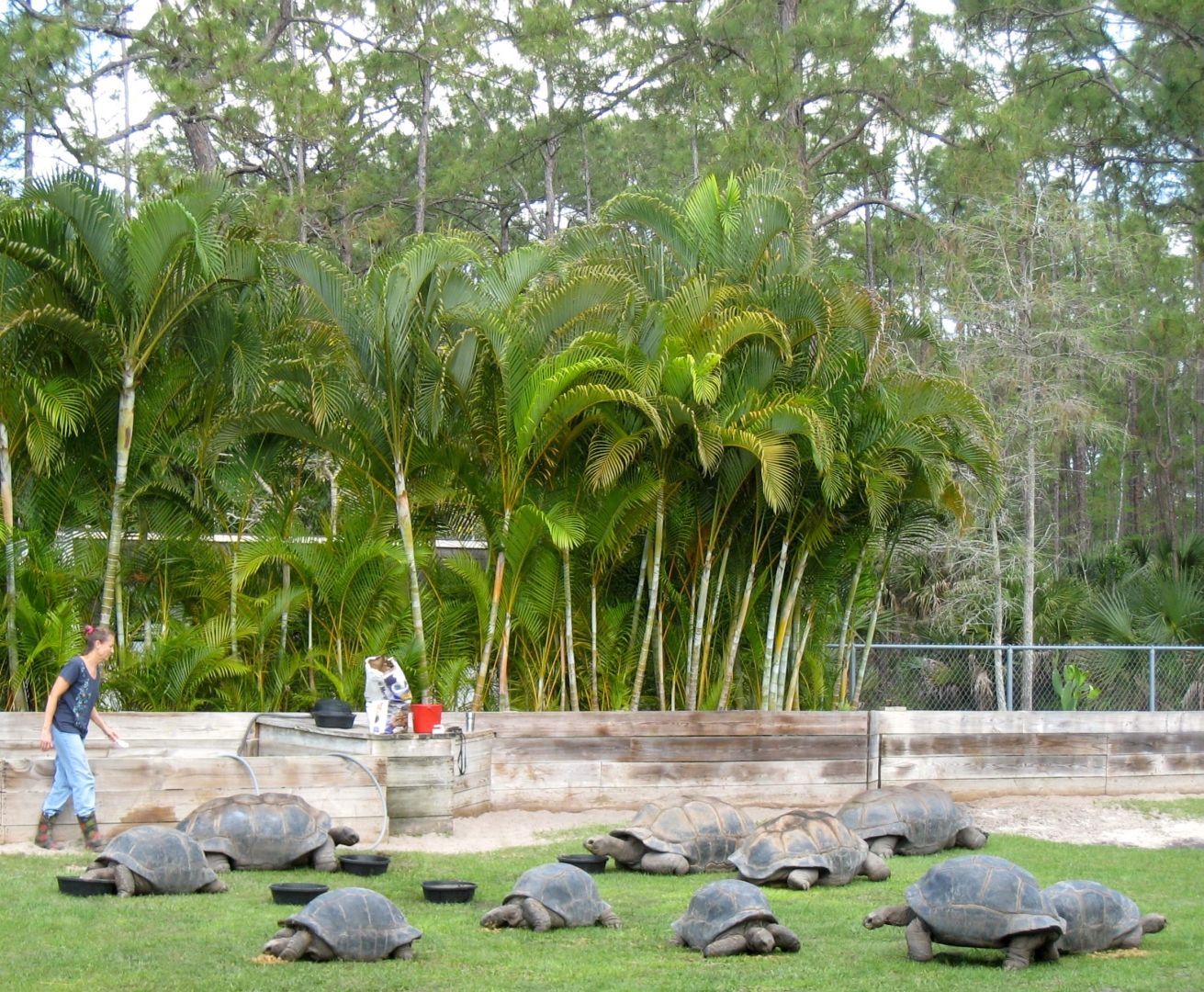 Aldabra Breeders