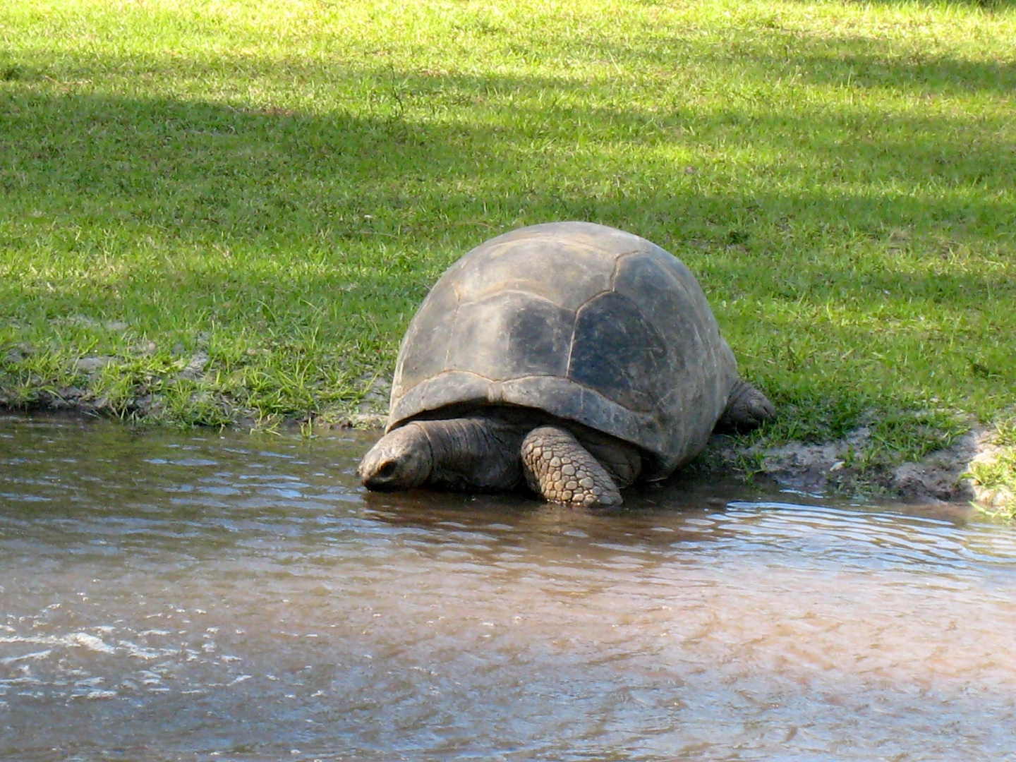 Aldabra Breeders